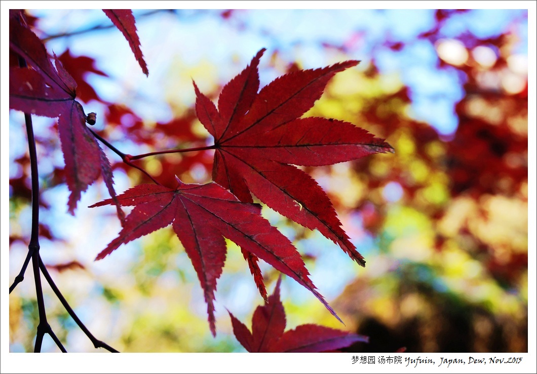 九州的枫叶红了